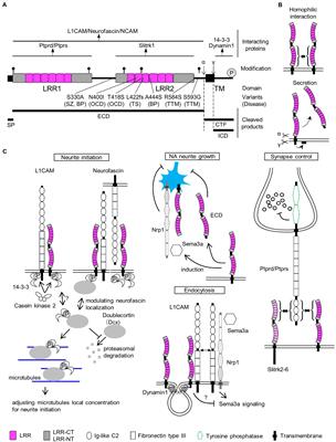 Developmental control of noradrenergic system by SLITRK1 and its implications in the pathophysiology of neuropsychiatric disorders